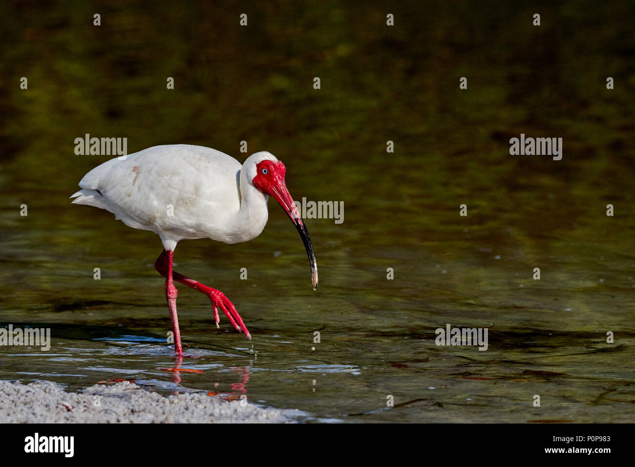 Ibis blanc américain en pleine couleur de reproduction Banque D'Images