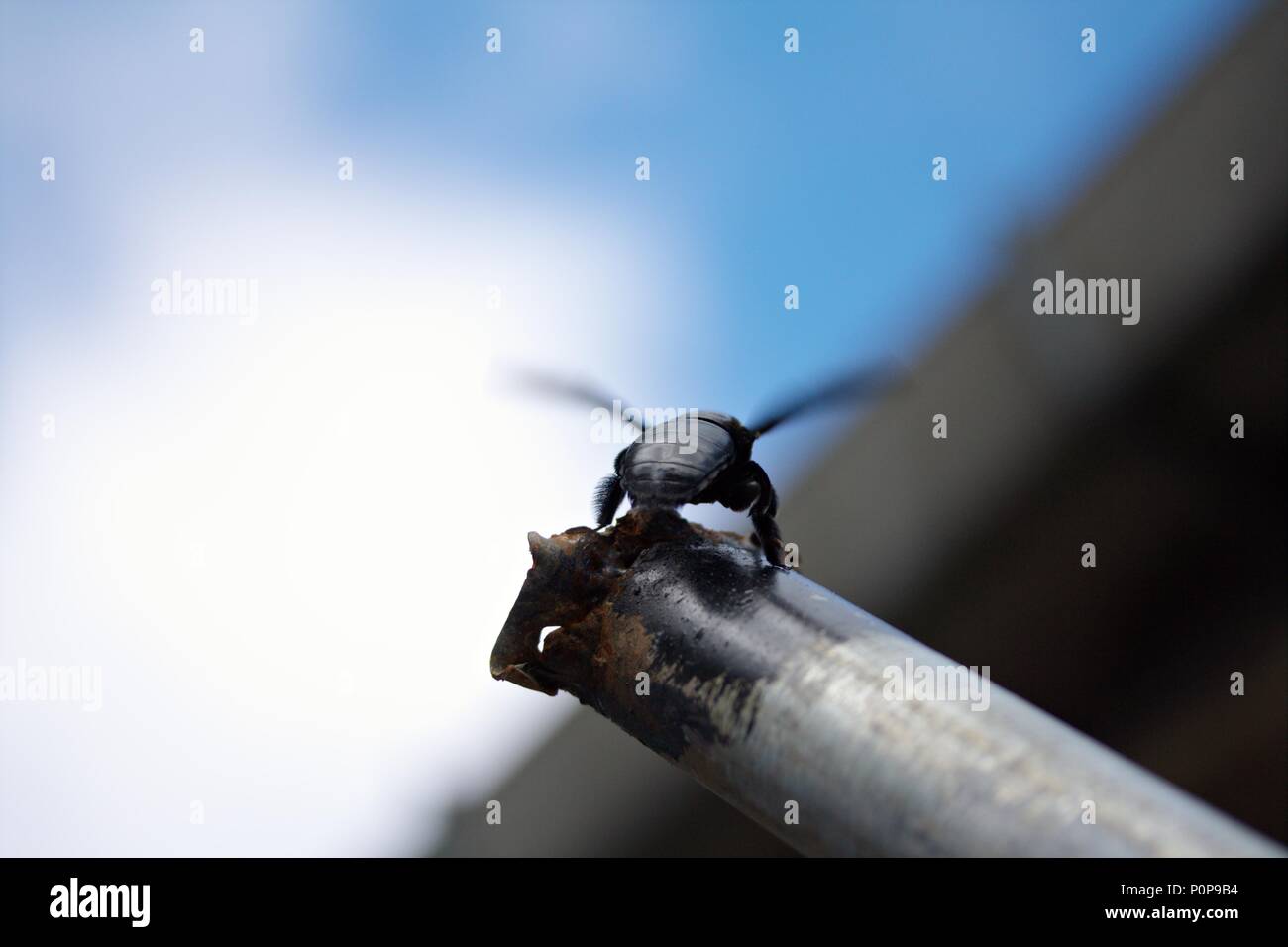 Beetle prêt à décoller Banque D'Images