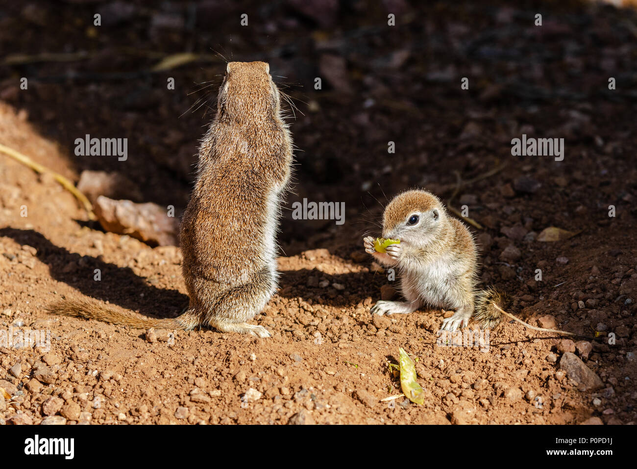 Paire de spermophiles à queue ronde (xerospemuphilus tereticaudus), dans l'Arizona désert de Sonora. Mère est la garde alors que son bébé mange un gree Banque D'Images