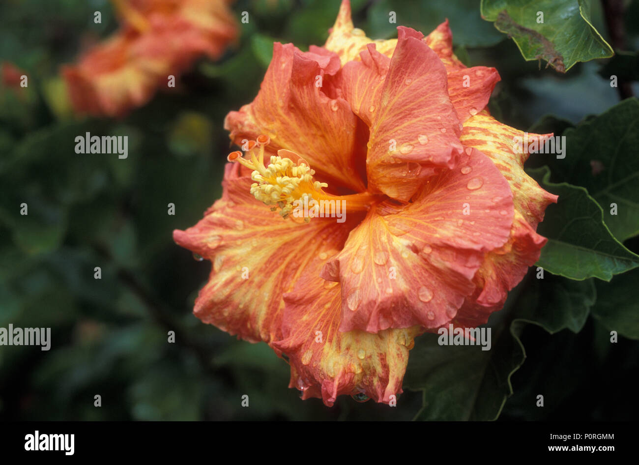 L'ORANGE ET LE JAUNE Hibiscus rosa-sinensis avec gouttes de pluie Banque D'Images