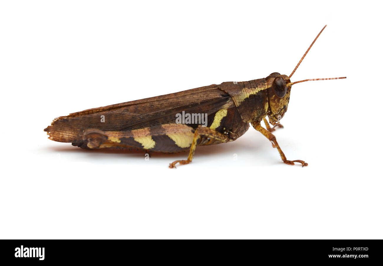 Grasshopper Banque D'Images