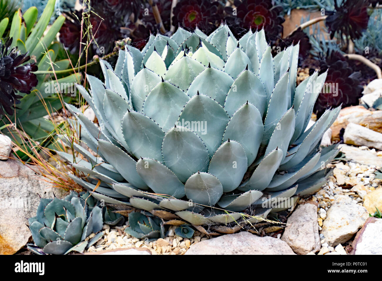 Cactus et succulentes.AGAVE Banque D'Images