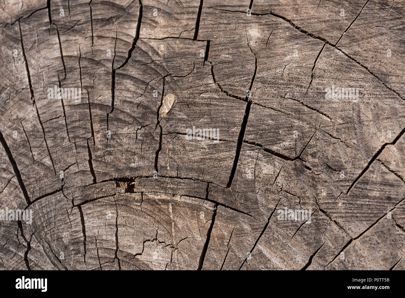 En bois patiné naturel facture avec fissures radiales comme arrière-plan. Banque D'Images