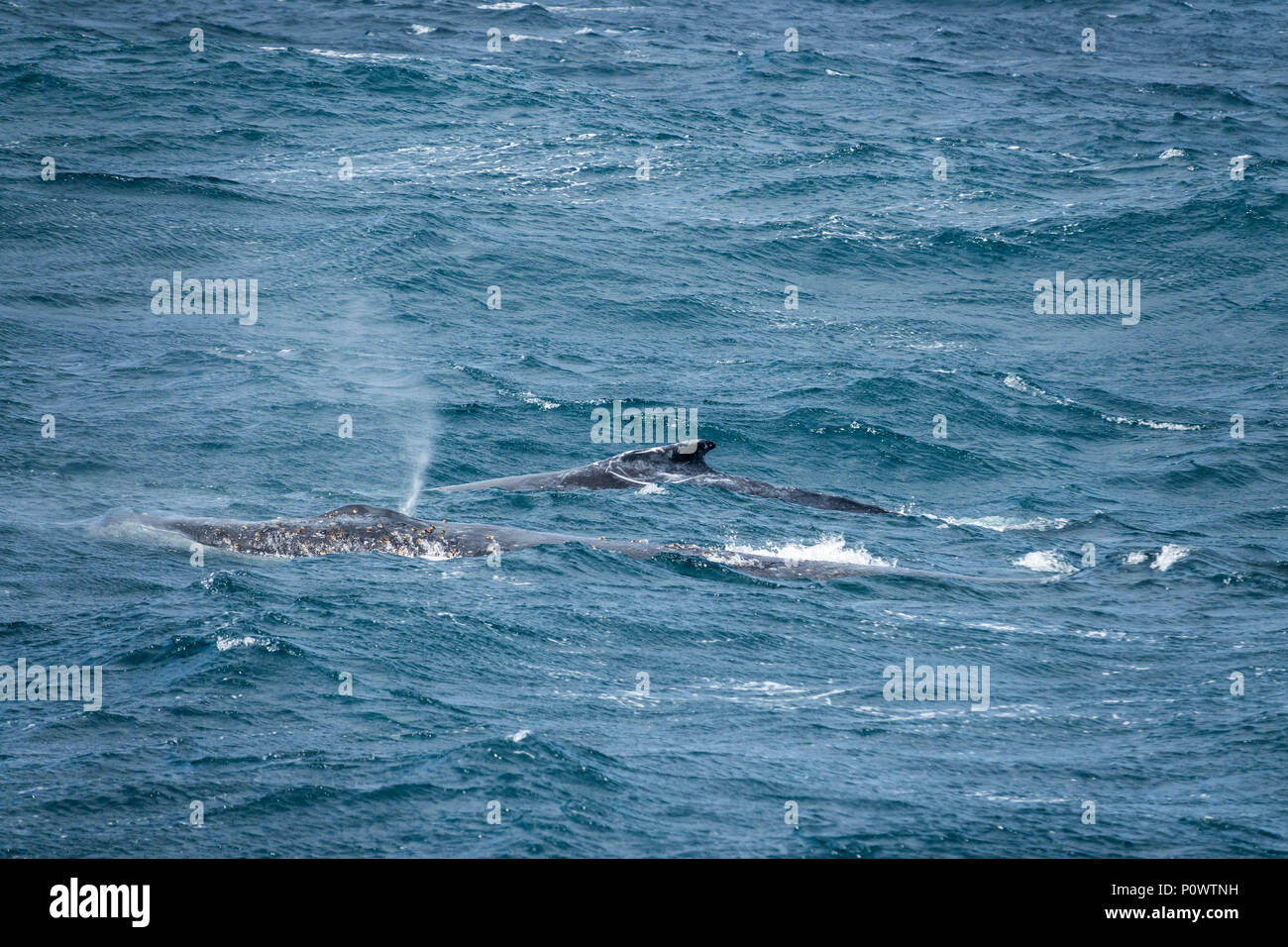 Les nageoires dorsales de deux baleines à bosse sur la migration du nord, Mer de Tasman, Sydney Banque D'Images