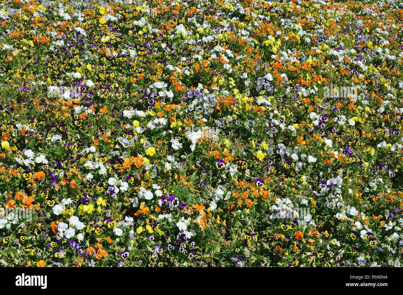 Fleur texture cheap