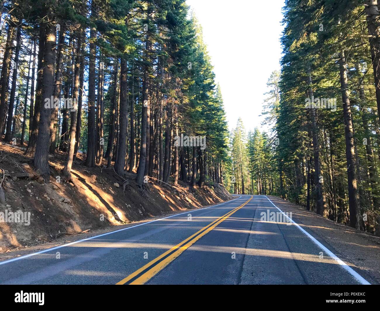 Autoroute à travers une forêt de sapin rouge dans Lassen Volcanic National Park Banque D'Images