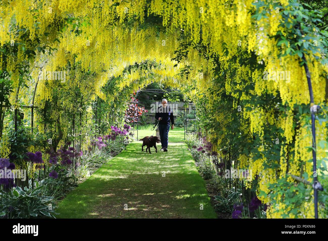 Les visiteurs de découvrir le beau temps comme ils regardent le laburnum dans les jardins à Seaton Delaval Hall, une propriété du National Trust dans le Northumberland. Banque D'Images