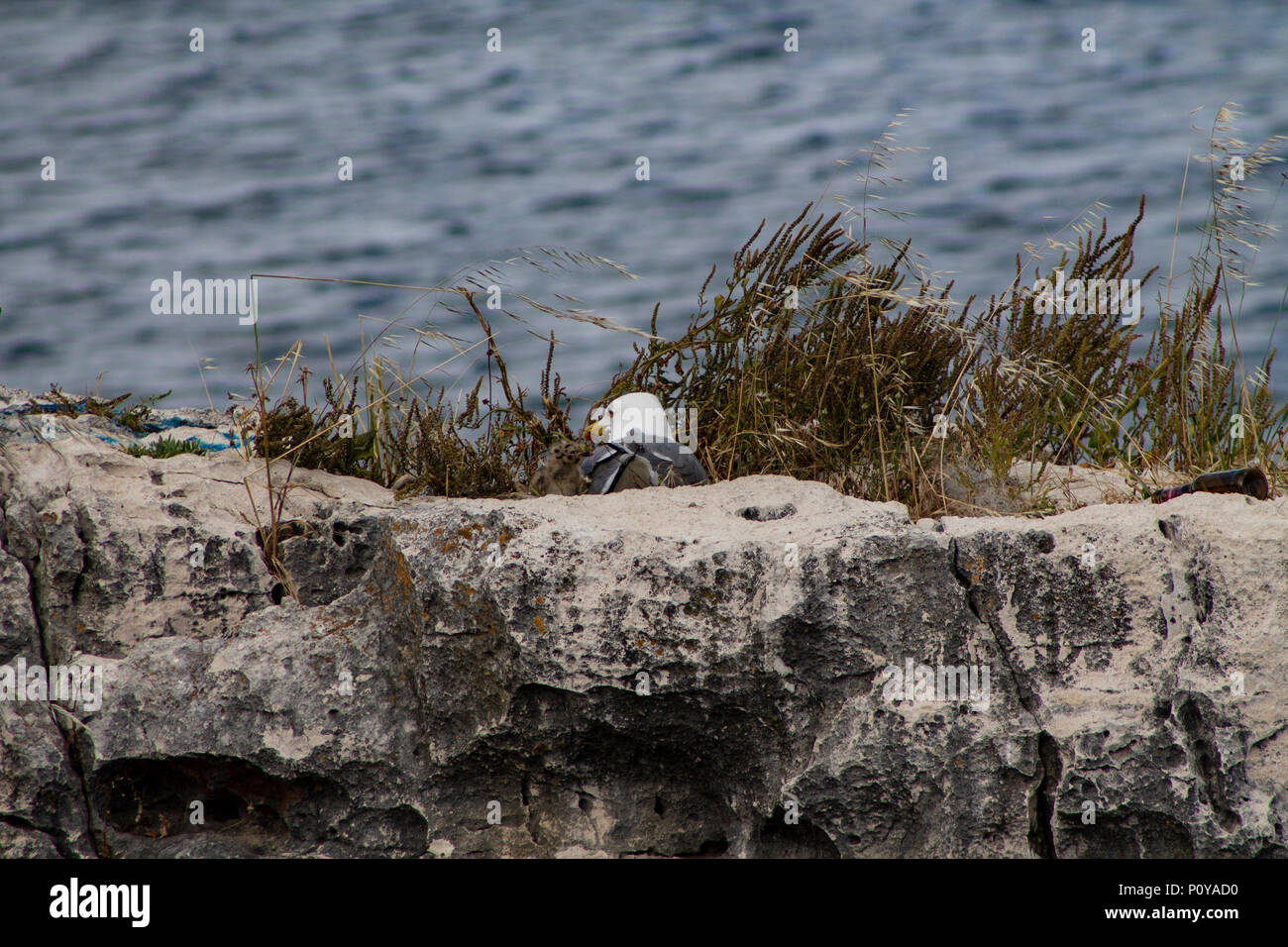 Blanc et gris mouette oiseau flâne sur les rochers Banque D'Images