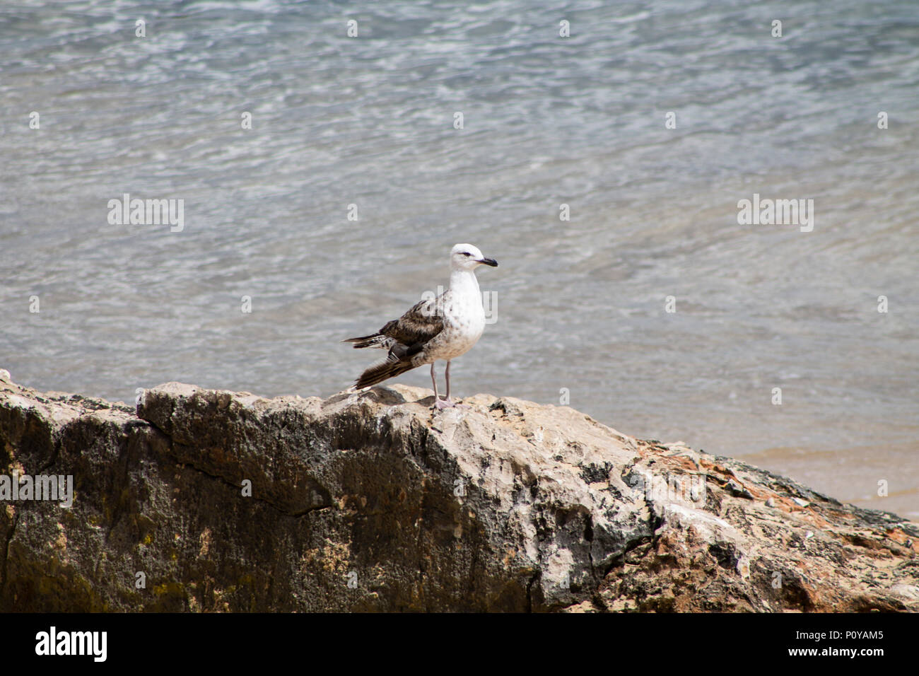 Blanc et gris mouette oiseau flâne sur les rochers Banque D'Images