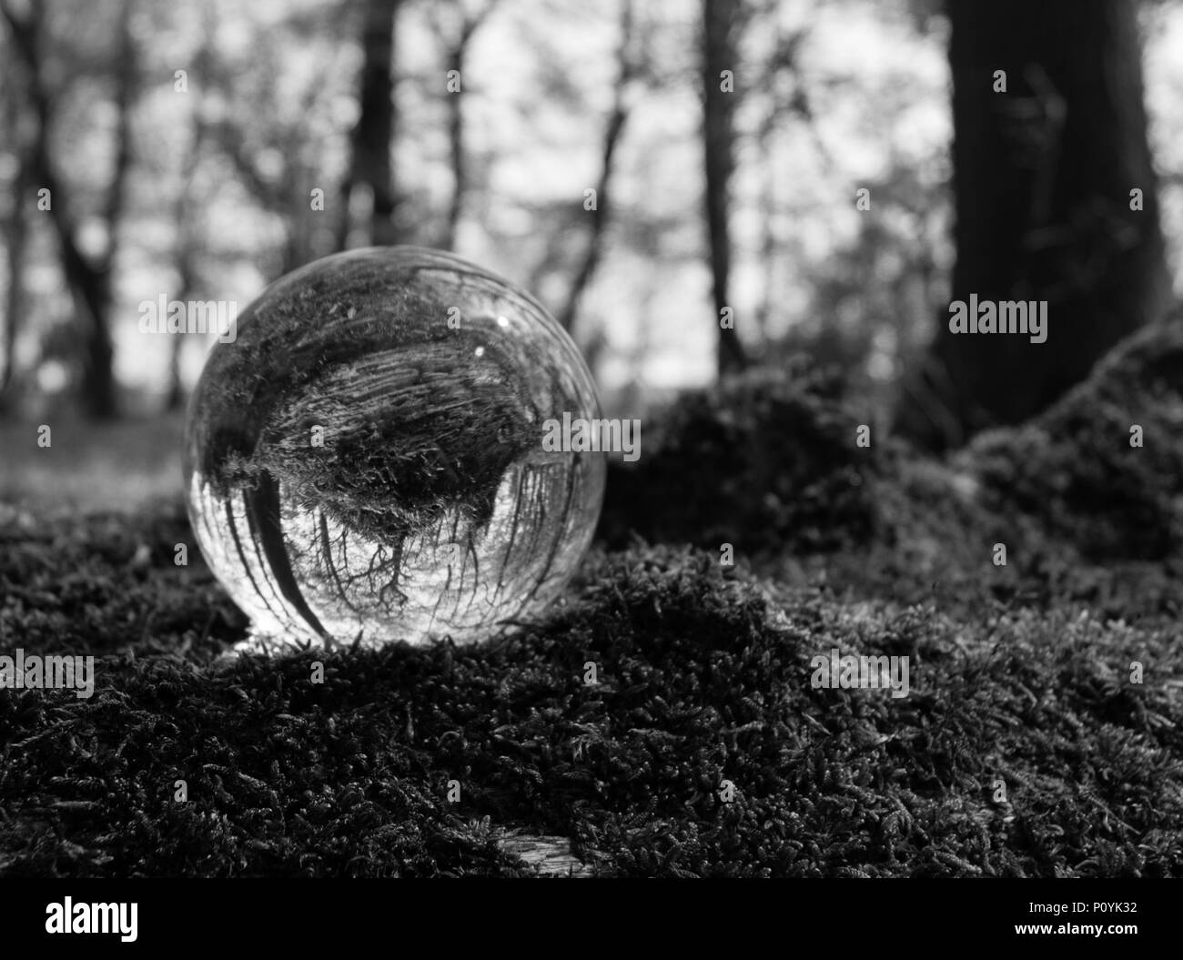 Voyant Photo Crystal Ball in Blue Bell Forest montrant réflexion réfracté Banque D'Images