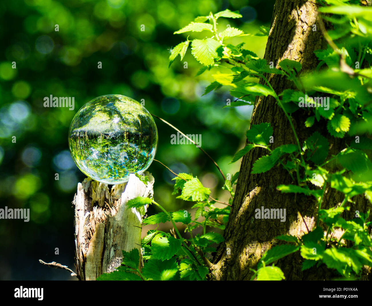 Photo Crystal Ball grossissant en montrant la forêt réfléchies et réfractées image inversée en verre Banque D'Images