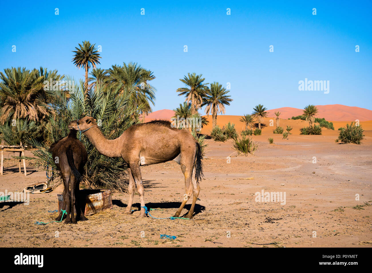 Deux chameaux debout à côté des palmiers en désert du Sahara Banque D'Images