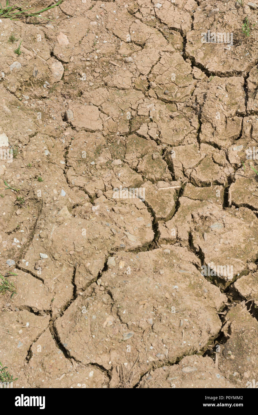 Patcher le sol sec / desséché avec des fissures profondes. Pour la division, les mauvaises récoltes, les pertes de récoltes, la famine, la sécheresse au Royaume-Uni, récoltes de canicule, canicule, fissures dans le sol Banque D'Images