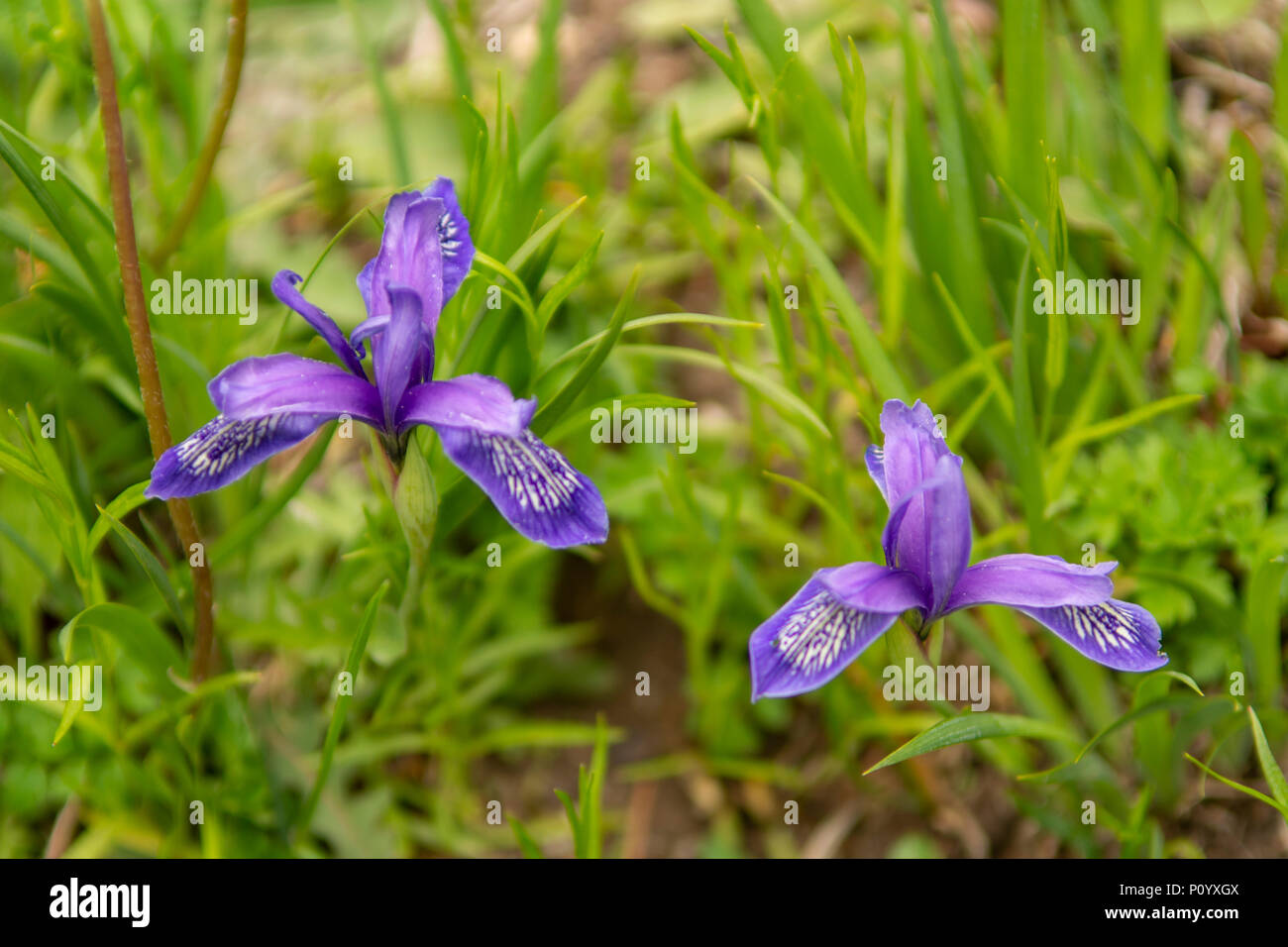 Iris sibirica Iris de Sibérie, Banque D'Images