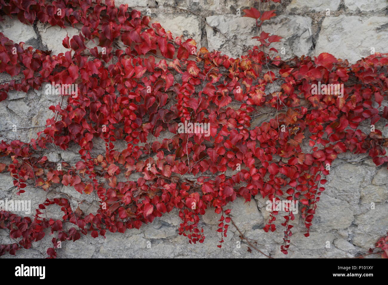 De plus en plus de lierre rouge vif à l'état sauvage sur les murs de calcaire blanc Banque D'Images