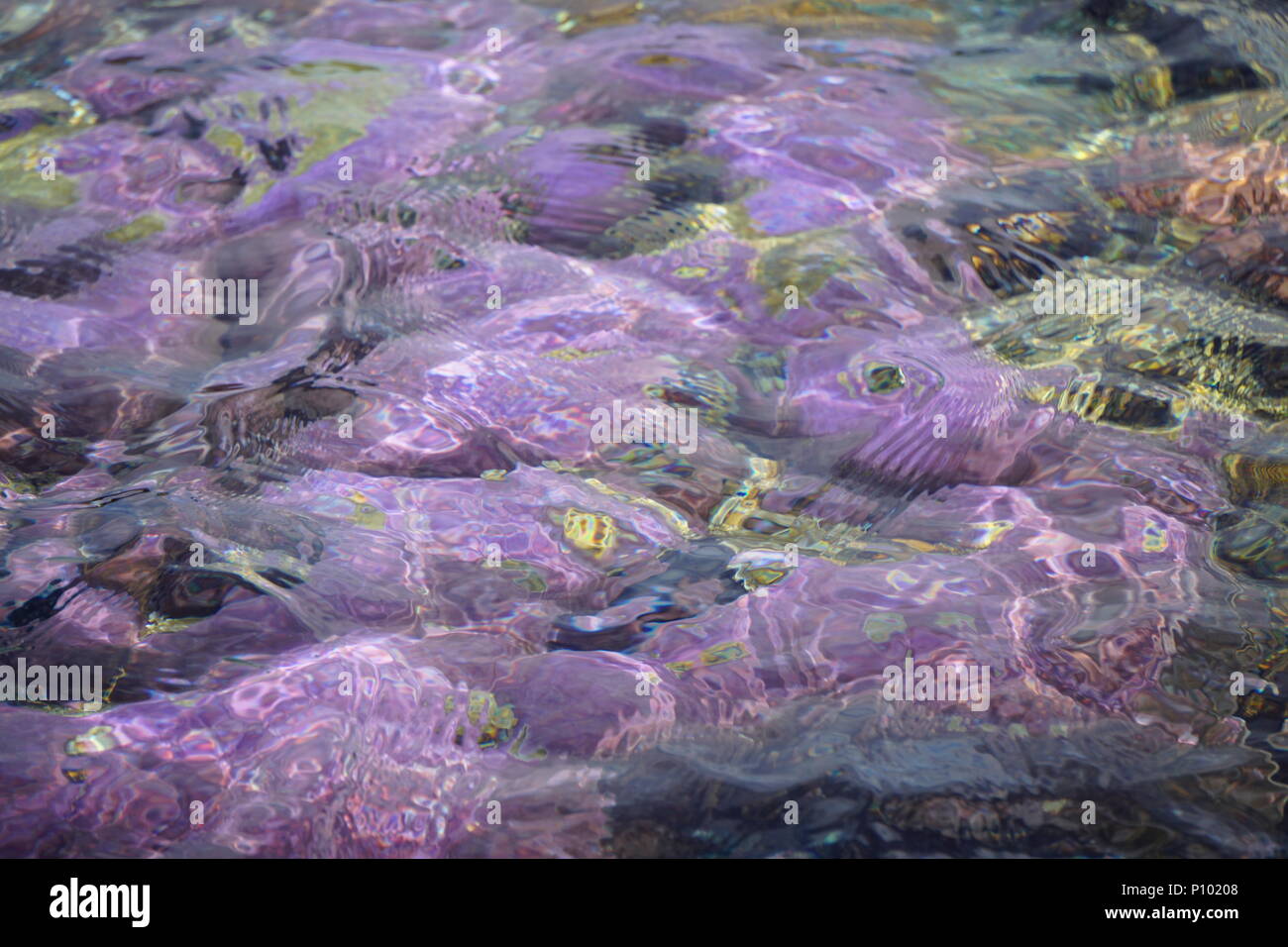 Les coraux lumineux colorés de la réunion, la France à travers l'eau claire de l'océan par une chaude journée d'été Banque D'Images