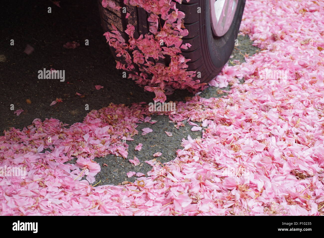 Des pétales de cerisier rose vif carpet sur le trottoir avec une bande collée sur un pneu de voiture Banque D'Images