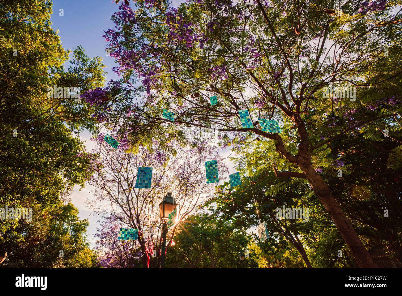 Arbres En Fleurs De Jacaranda Dans Le Parc Vivieros Dans Le