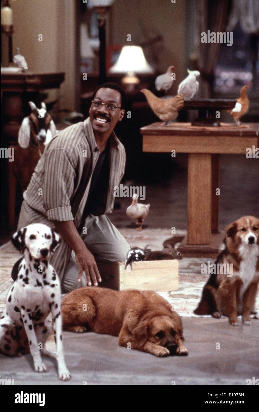 Titre original : DR. DOLITTLE. Titre en anglais : DR. DOLITTLE. Directeur de film : BETTY THOMAS. Année : 1998. Stars : Eddie Murphy. Crédit : 20TH CENTURY FOX / BRAY, PHIL / Album Banque D'Images