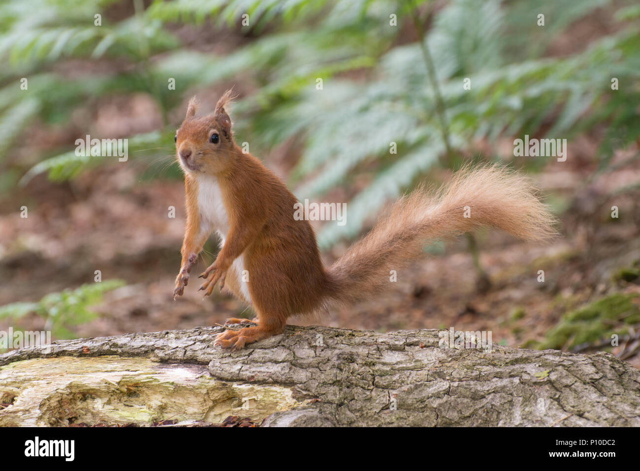 L'écureuil roux (Sciurus vulgaris) debout sur un journal à l'île de Brownsea, dans le port de Poole, Dorset, UK Banque D'Images