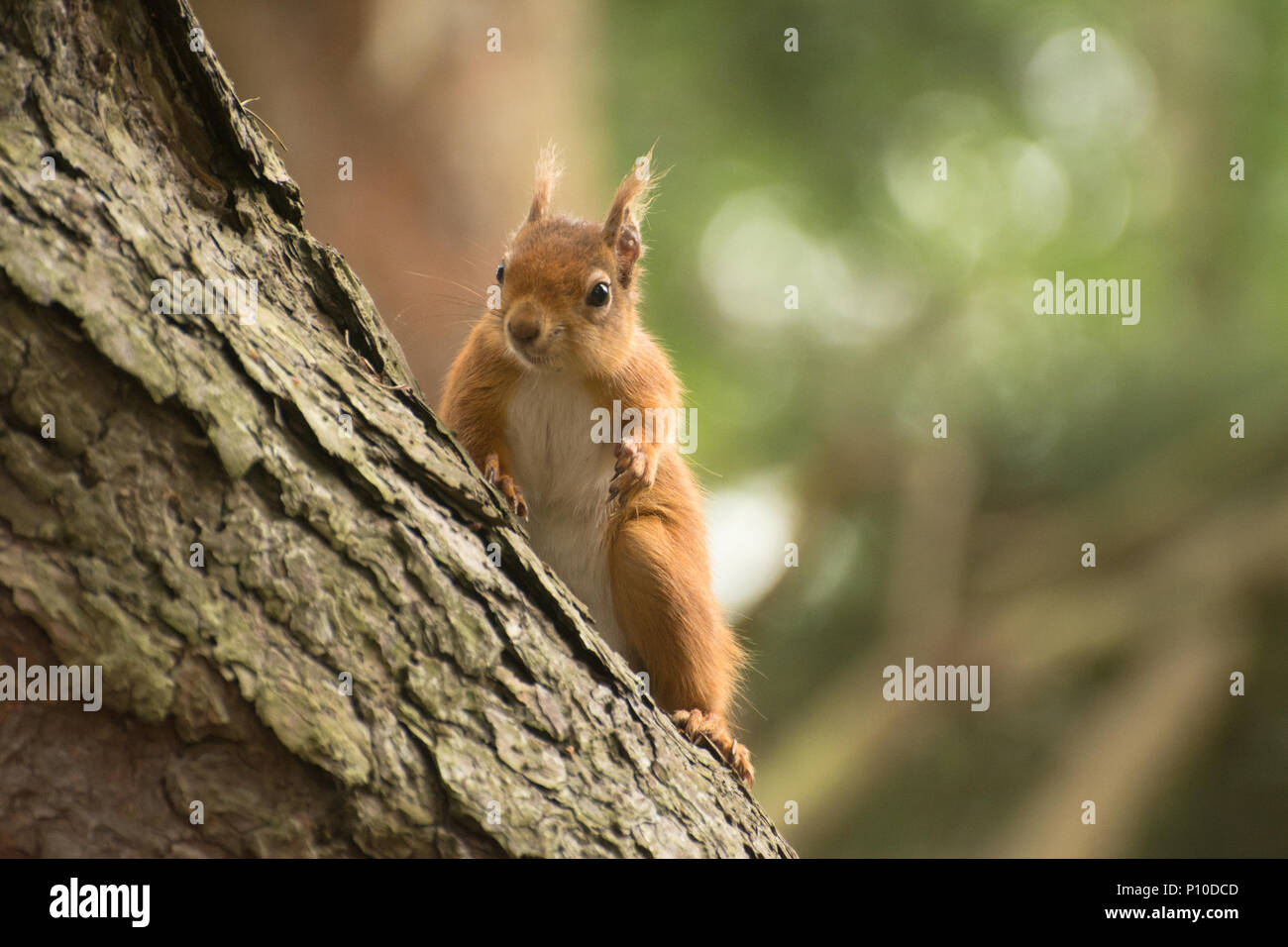 L'écureuil roux (Sciurus vulgaris) jusqu'un pin sur l'île de Brownsea, dans le port de Poole, Dorset, UK Banque D'Images