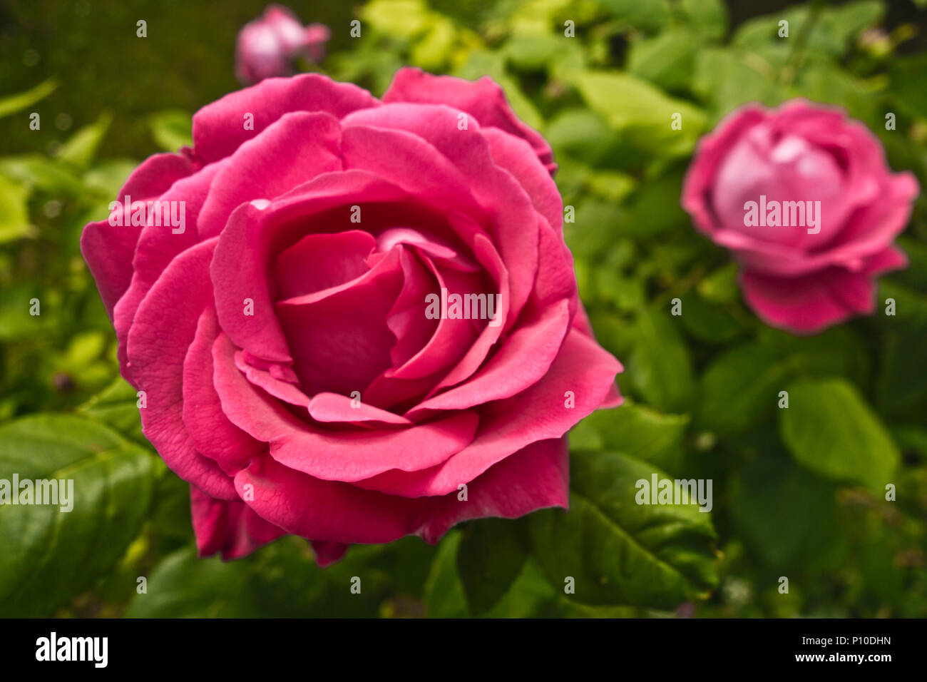 Blaze rosier grimpant dans un jardin Banque D'Images