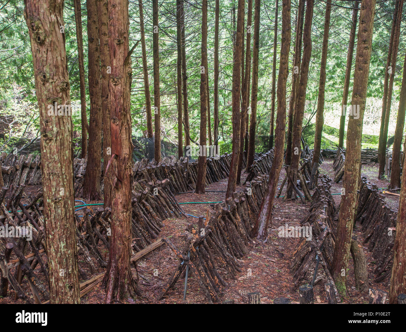 La culture de champignons shiitake, des rangées de billes à l'ombre , Ehime, Shikoku, Japon Banque D'Images