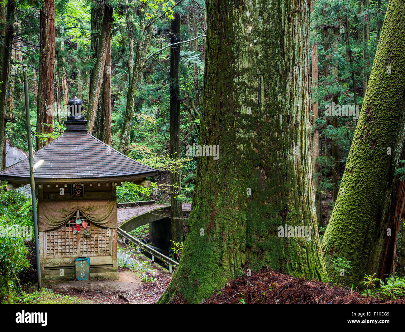 Sugi géant arbres et petit sanctuaire, temple 44 Daioji, Shikoku 88 pigrimage temple, Ehime, au Japon. Banque D'Images