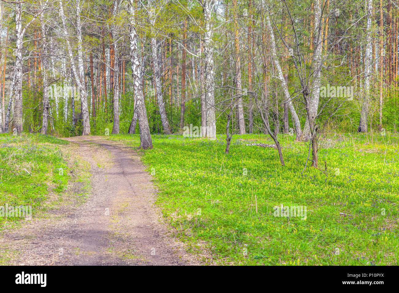 Printemps dans les forêts de Sibérie. Banque D'Images