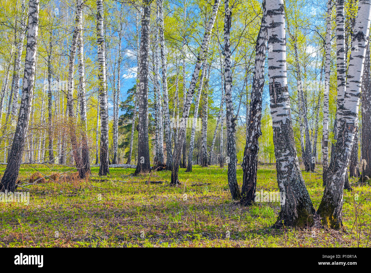 Printemps dans les forêts de Sibérie. Banque D'Images
