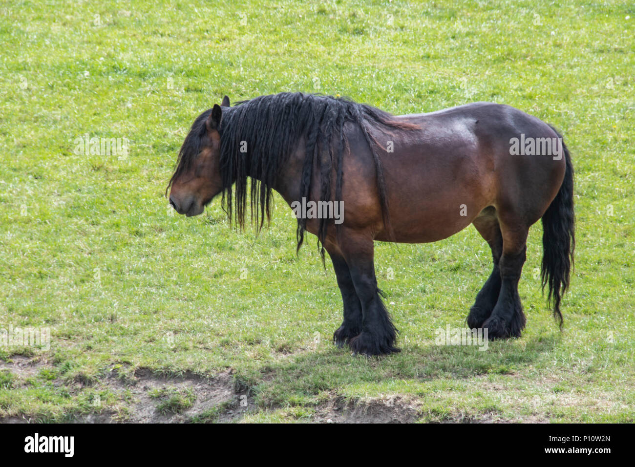 Dans le cheval classique fermes néerlandaises se distingue par sa petite taille son poids et sa puissance d'tirée très apprécié pour sa docilité et sa res Banque D'Images