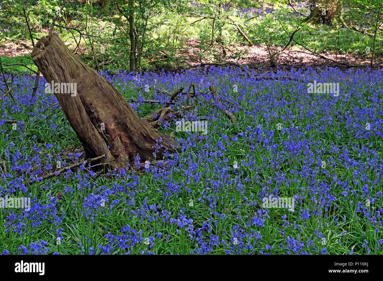 Anglais Bois Bluebell au printemps, Cheshire, England, UK Banque D'Images