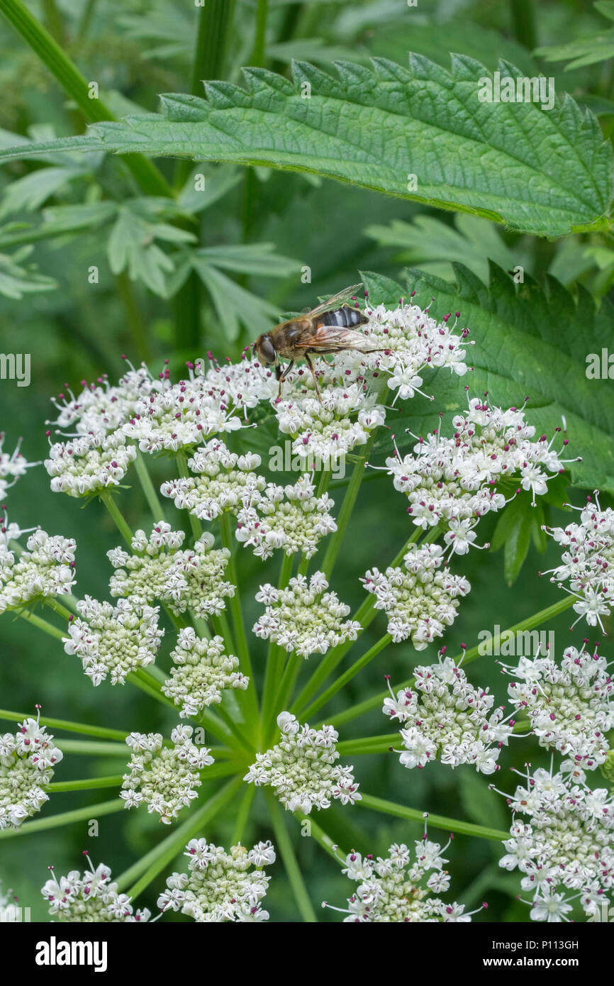 Et la pruche de l'Water-Dropwort / Oenanthe crocata avec les insectes. L'un des plus meurtriers du Royaume-Uni avec des feuilles de plantes comme le persil et favorisant les habitats humides Banque D'Images