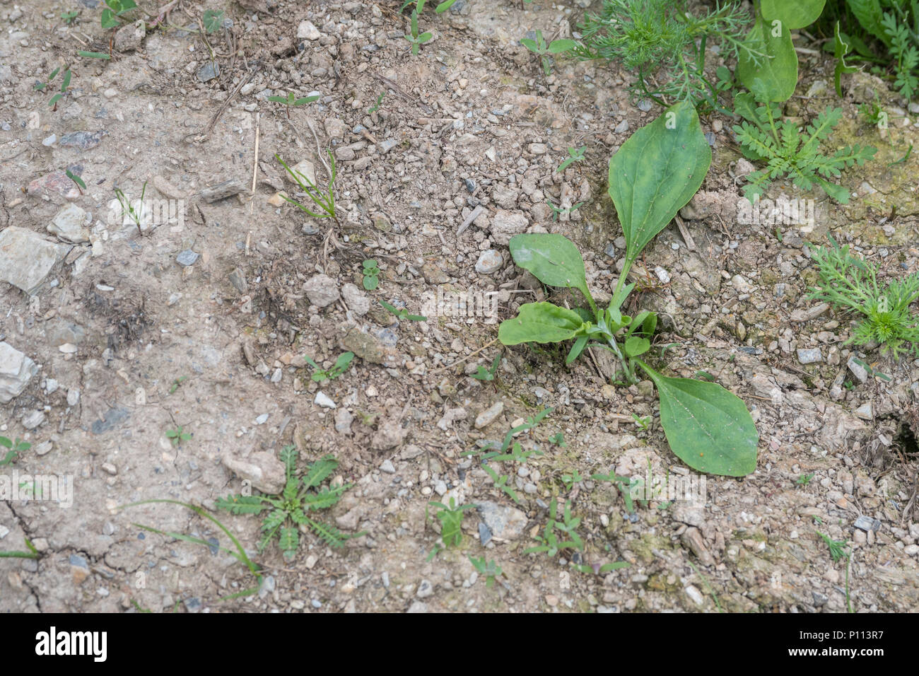 Plus grand plantain Plantago major / plante. Les jeunes feuilles cuites comestibles, et aussi une plante une fois utilisé en phytothérapie. La germination des mauvaises herbes. Banque D'Images