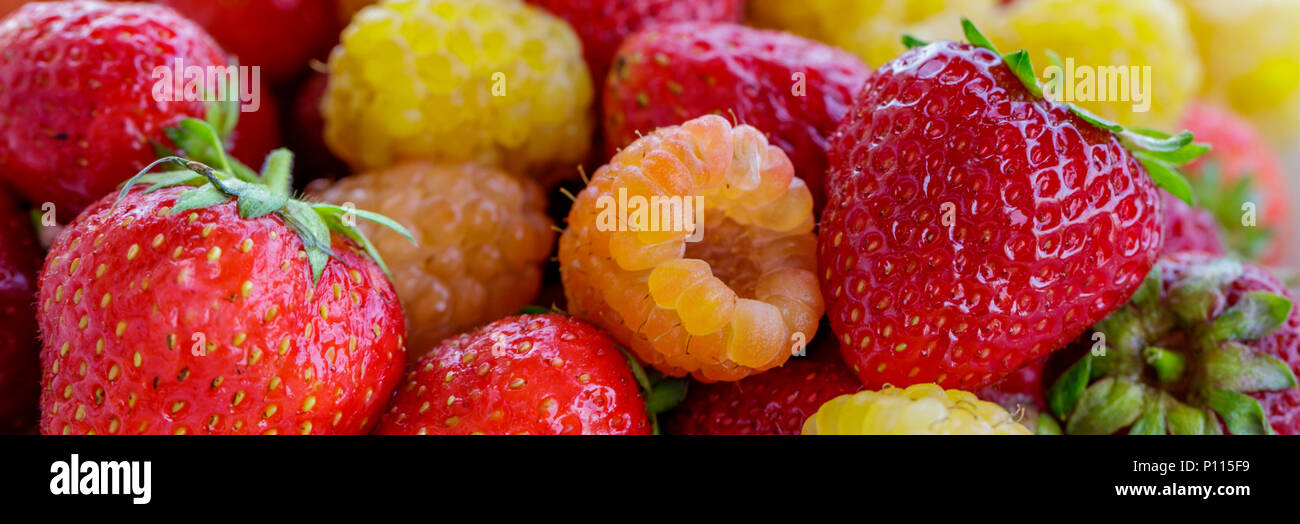 Bio framboises jaune rouge avec fraises. close up. Banque D'Images