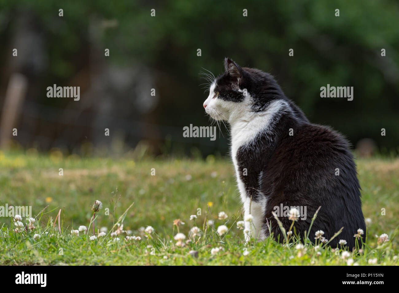 Chat noir et blanc assis dans la pelouse à Kristianstad en Suède Banque D'Images