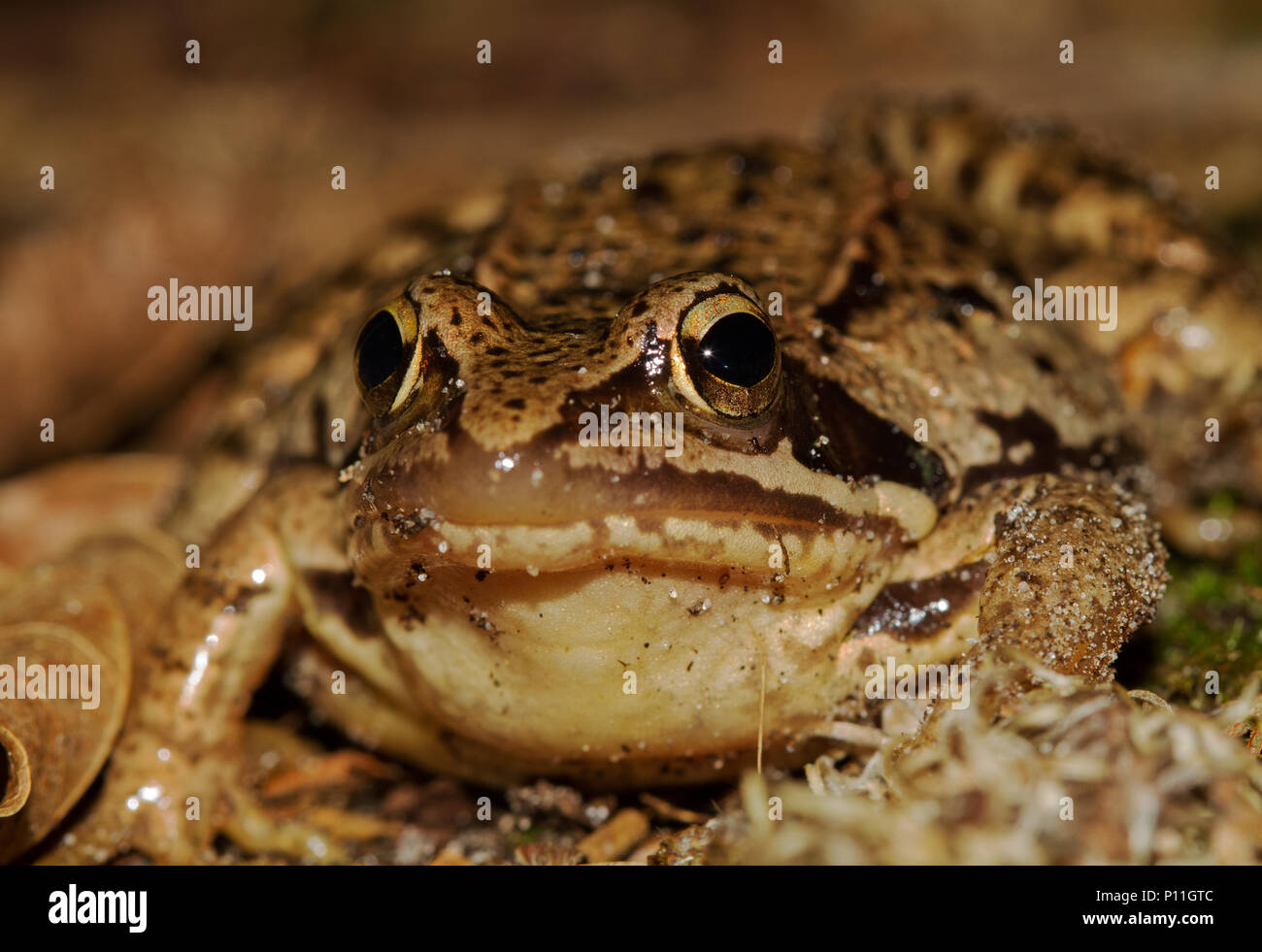 Close-up of a Moor Frog, Rana arvalis Banque D'Images