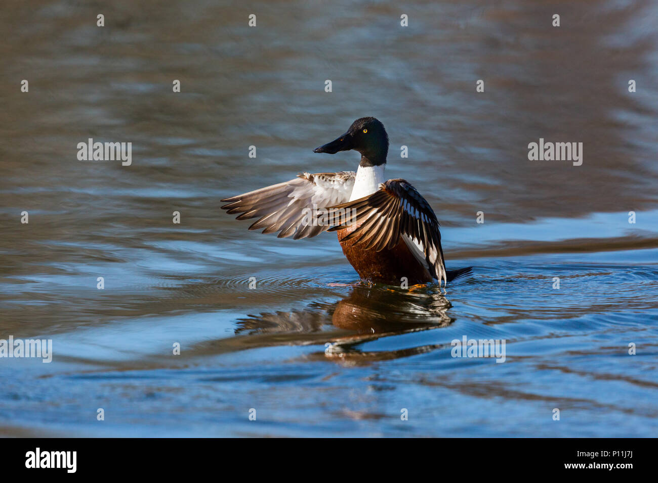 Homme naturel du Canard souchet (Anas clypeata) dans l'eau, ailes propagation Banque D'Images