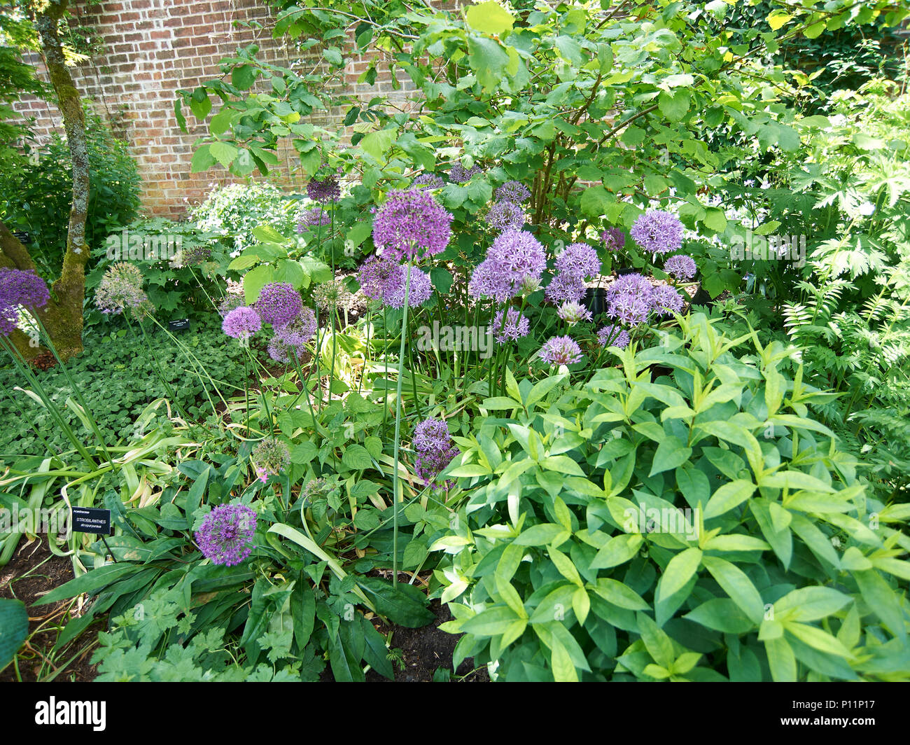 Alium hollandicum sensation Purple oignon ou ail perse néerlandais de grandes ombelles de fleurs violettes dans le soleil d'été. Banque D'Images