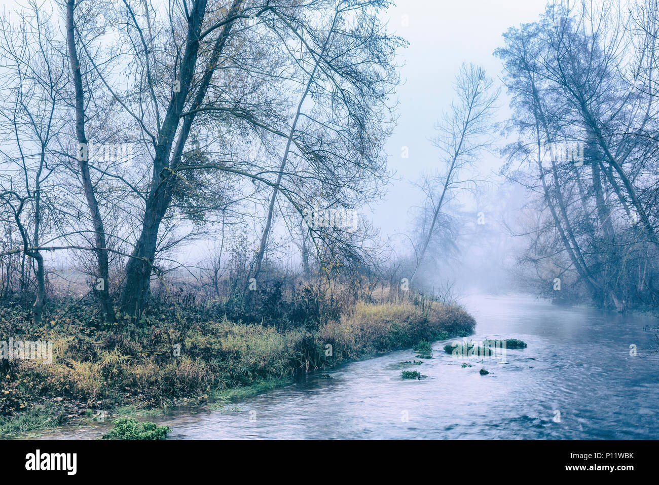 Rivière et arbres dans la brume Banque D'Images