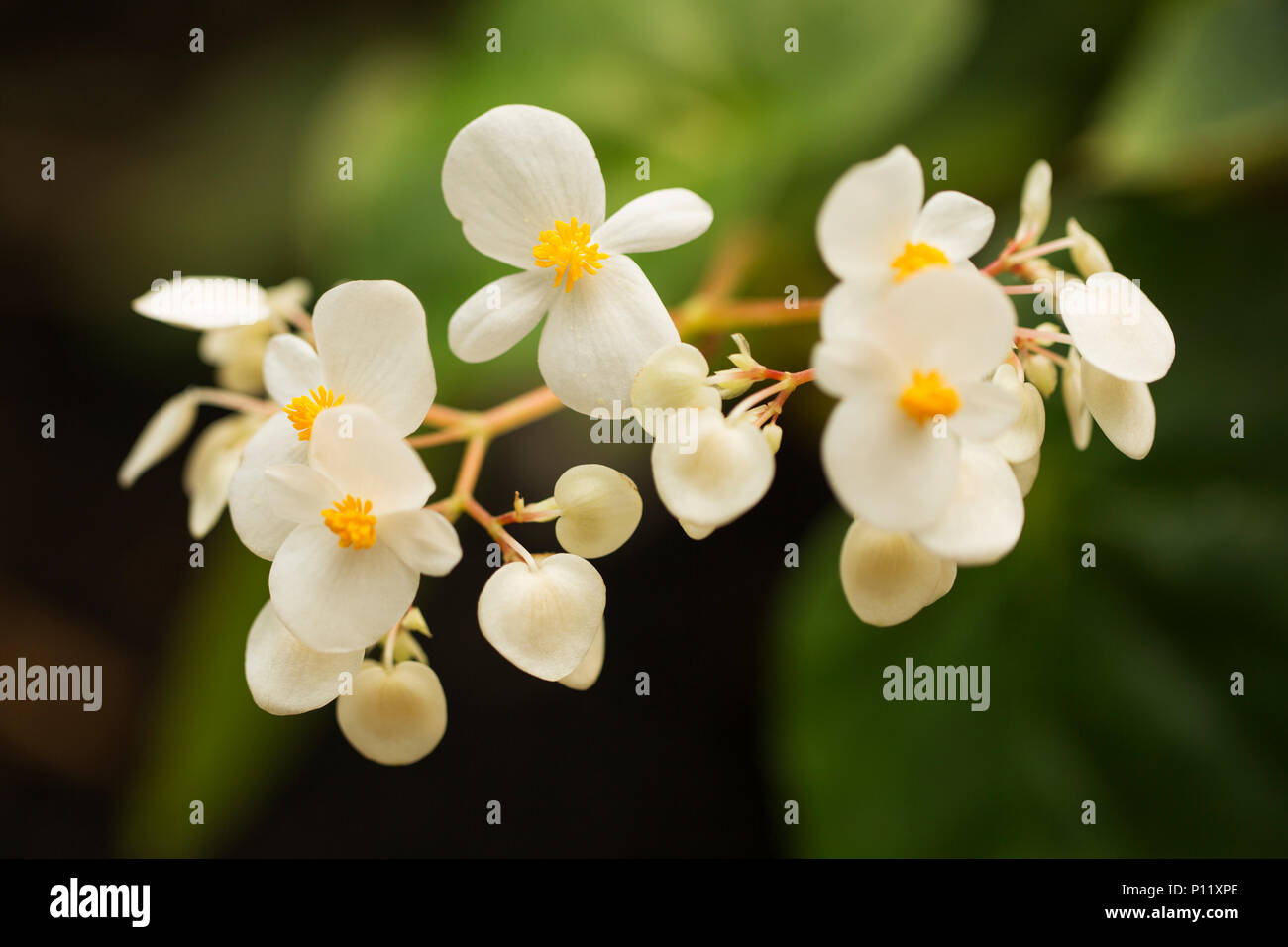 Begonia odorata alba, une bégonia blanc originaire des Caraïbes. Banque D'Images Begonia odorata alba, une bégonia blanc originaire des Caraïbes. Banque D'Images