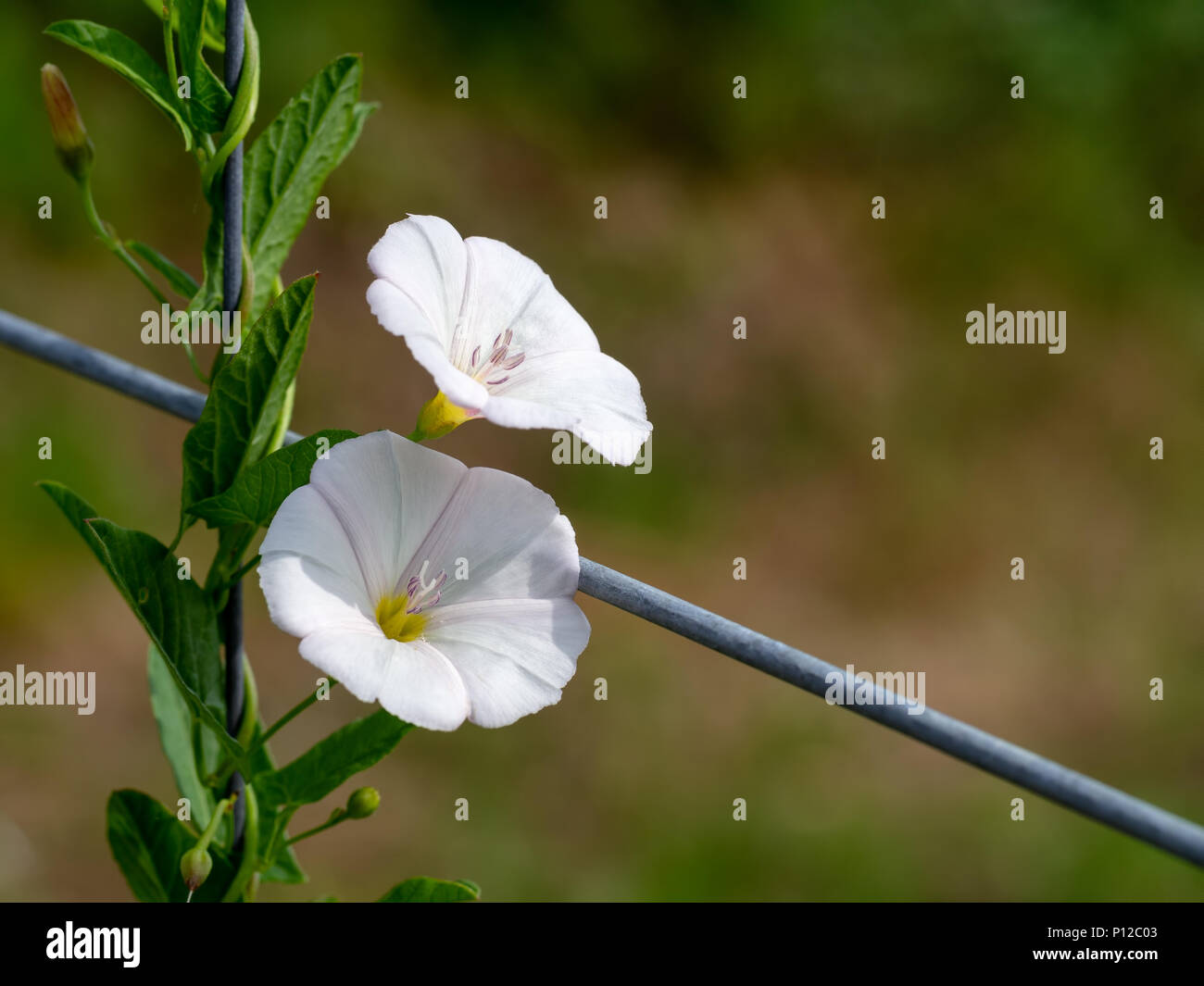 Liseron des champs. Convolvulus arvensis. Clôture en fil métallique en grandissant. Banque D'Images