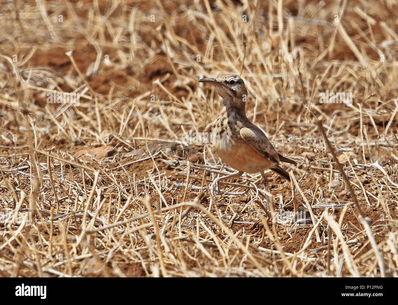 Une plus grande huppe-lark (Alaemon alaudipes) adulte debout dans la prairie sèche à l'île de Santiago, Cap-Vert Avril Banque D'Images