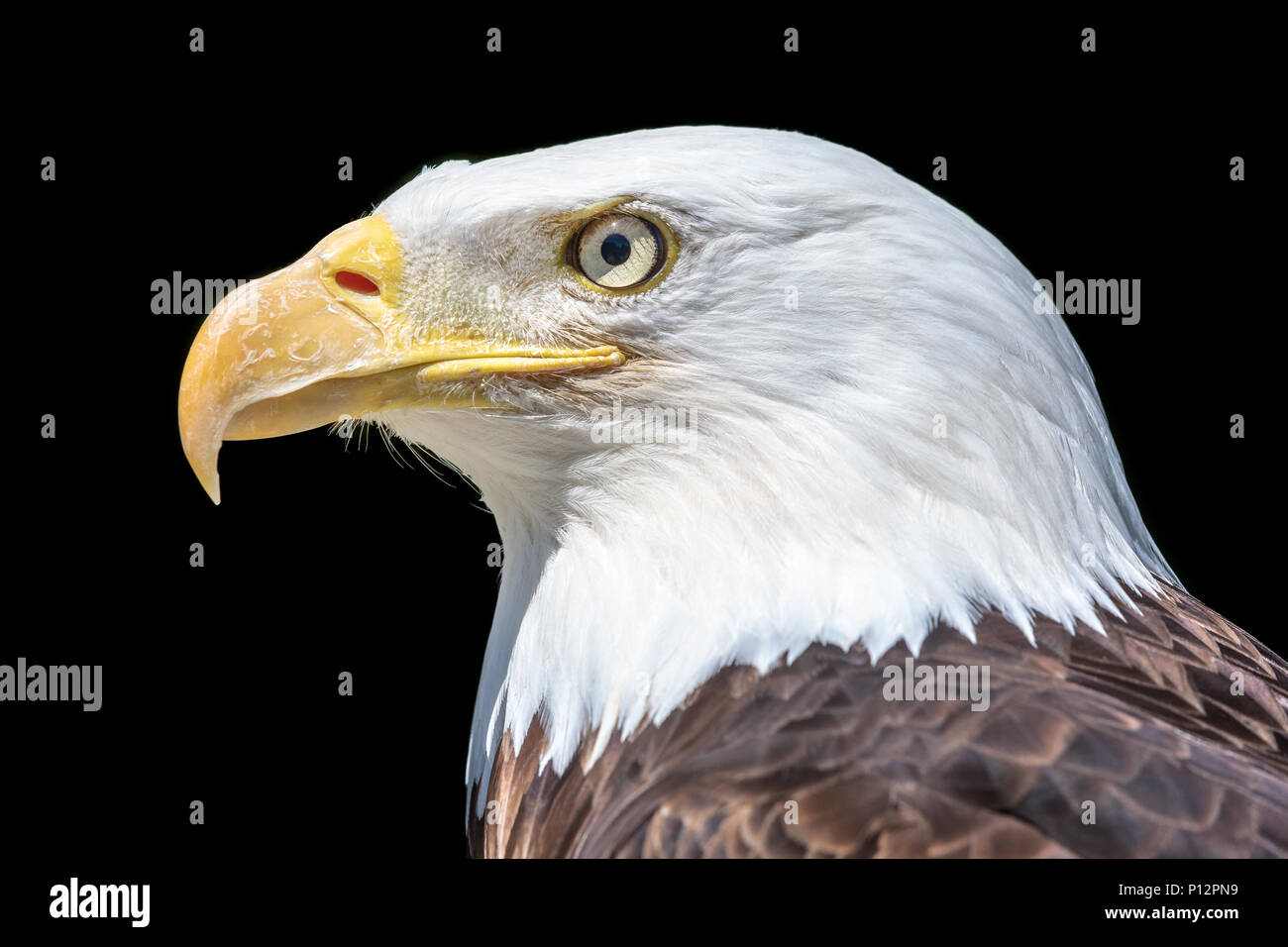 Pygargue à tête blanche (Haliaeetus leucocephalus), portrait, animal captif, France Banque D'Images