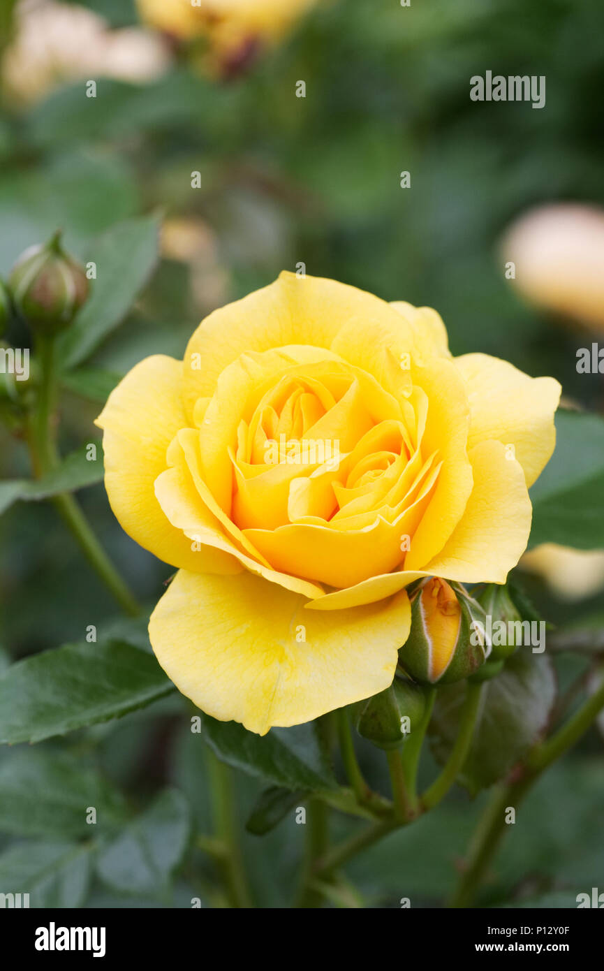 Rosa fleur absolument fabuleux. Banque D'Images