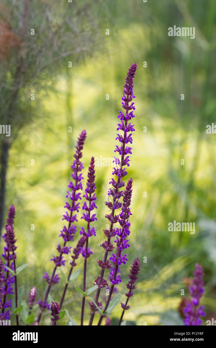 Salvia nemerosa 'Caradonna' pousse dans un jardin anglais. Banque D'Images
