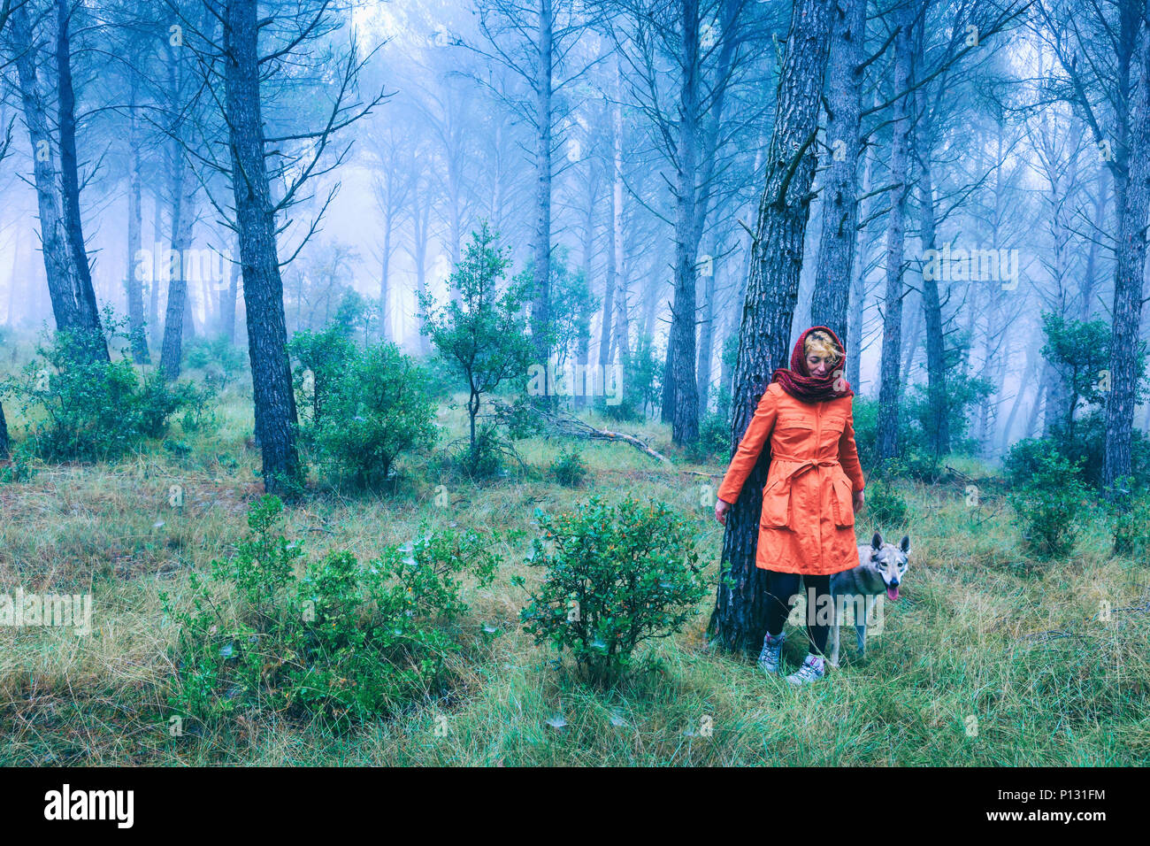Femme dans une pinède avec un chien loup tchécoslovaque. Banque D'Images