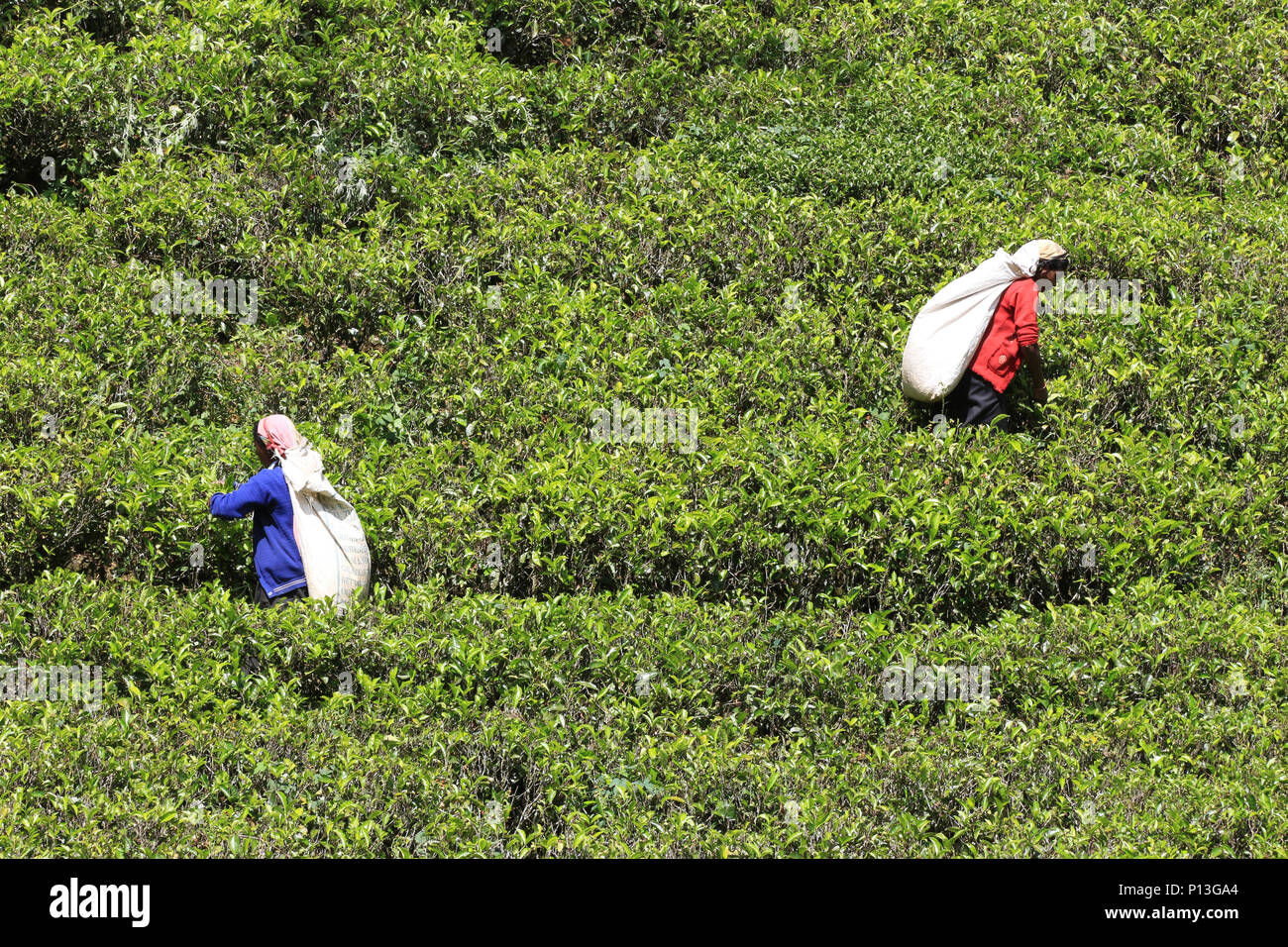 Paysage avec la plantation de thé la cueillette du thé sur les femmes non identifiées, plantation près de Nuwara Eliya, Sri Lanka Banque D'Images