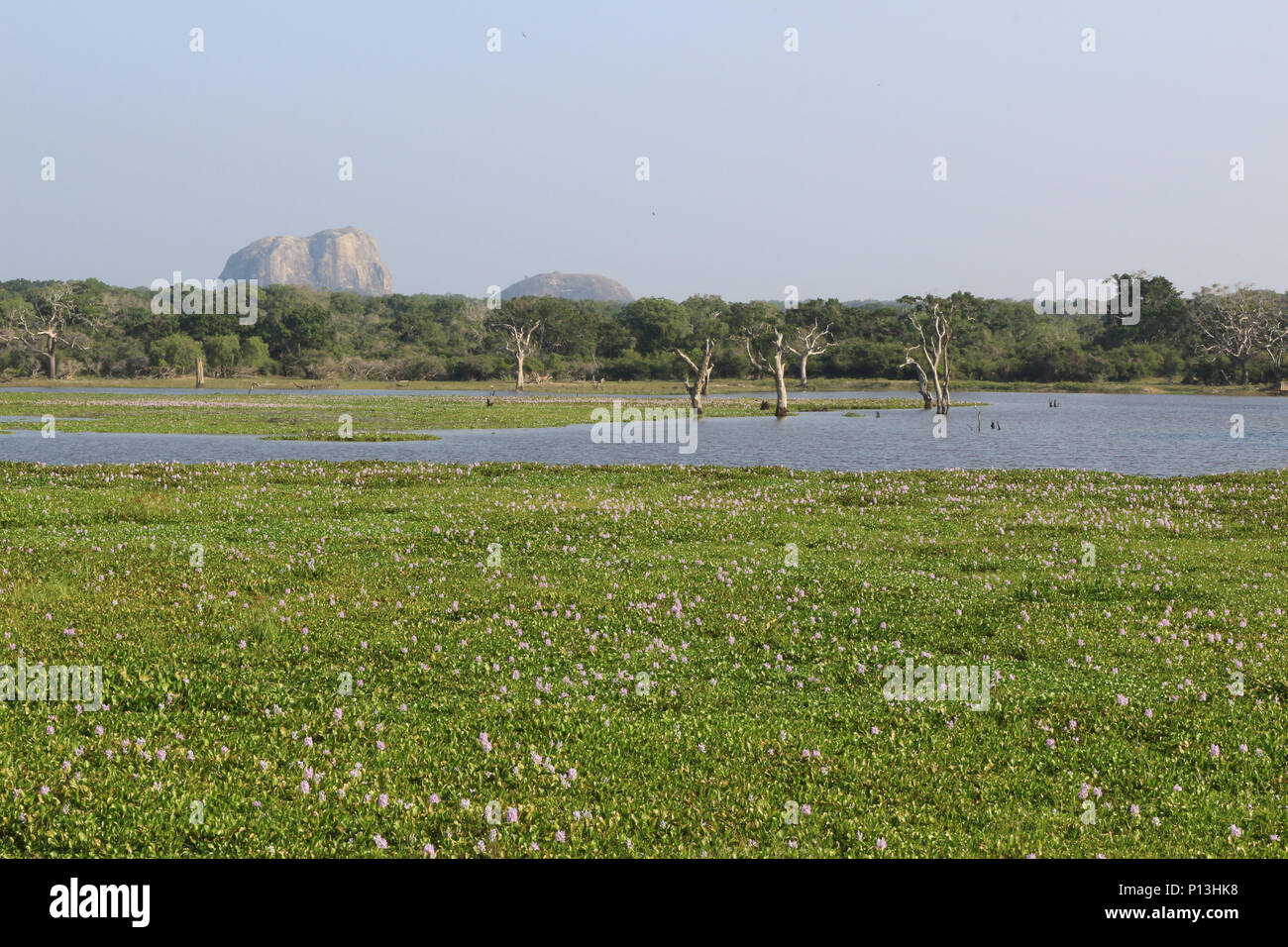 Paysage du Parc national de Yala au Sri Lanka. Banque D'Images