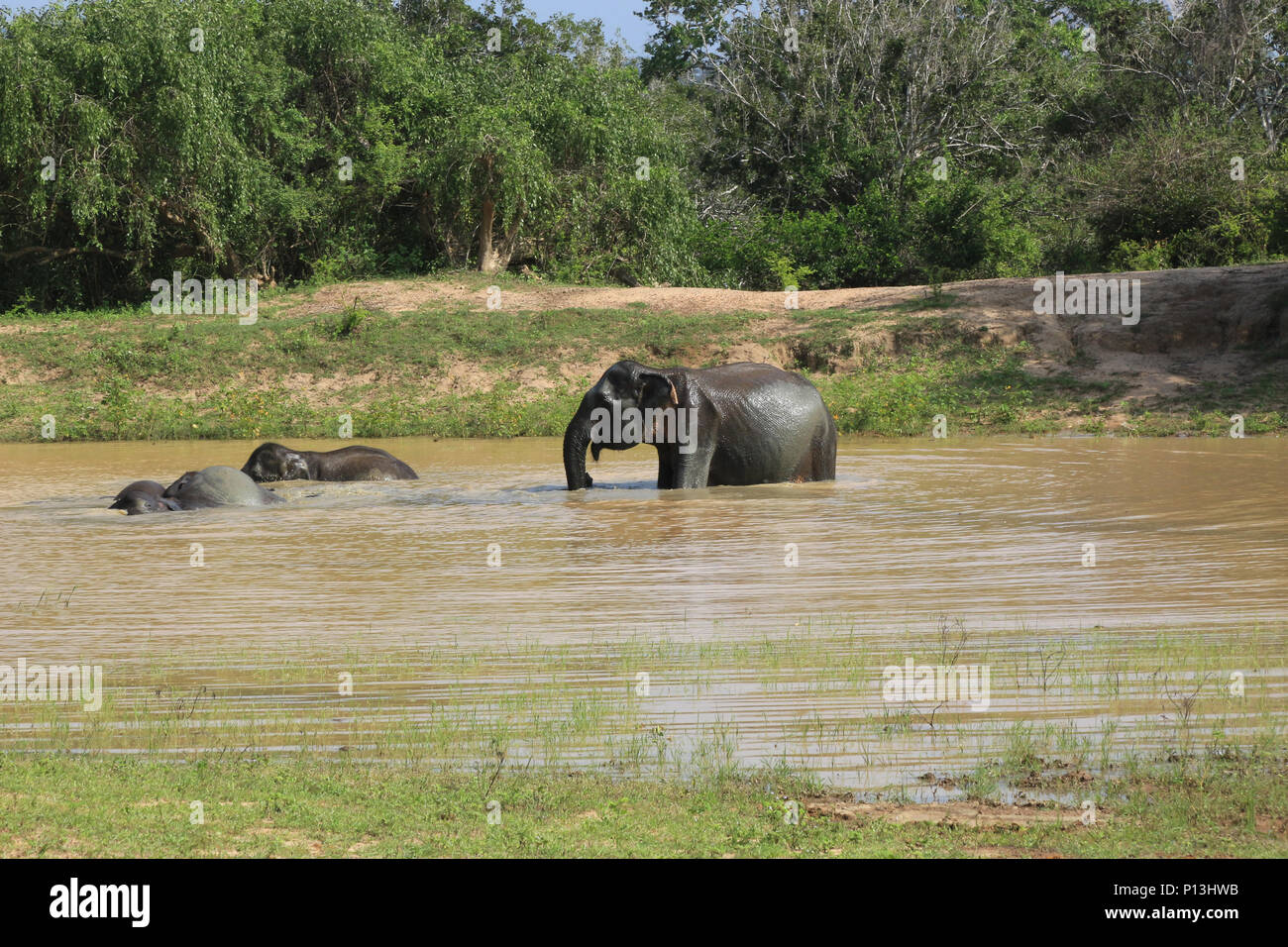 Paysage avec les éléphants du parc national de Yala au Sri Lanka. Banque D'Images